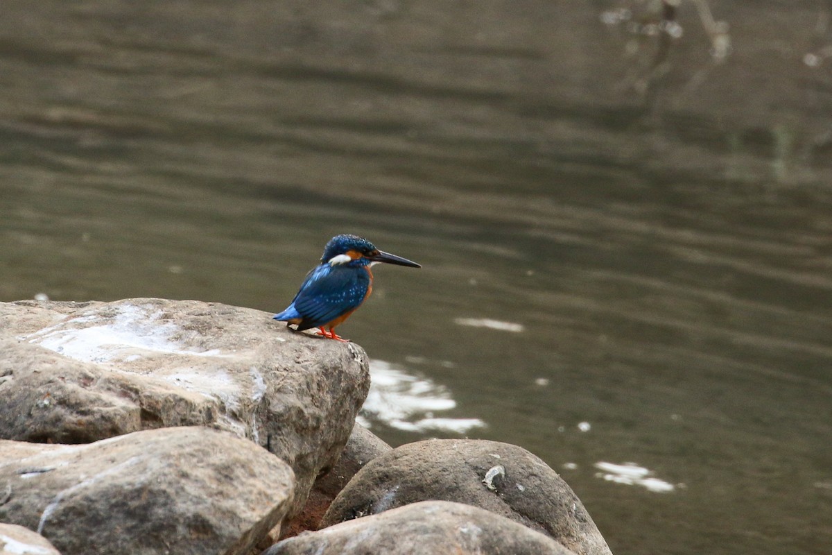 Common Kingfisher - ML46083171