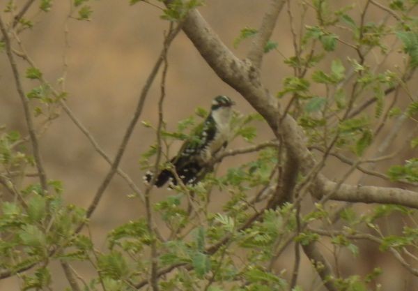 Dideric Cuckoo - ML460831811