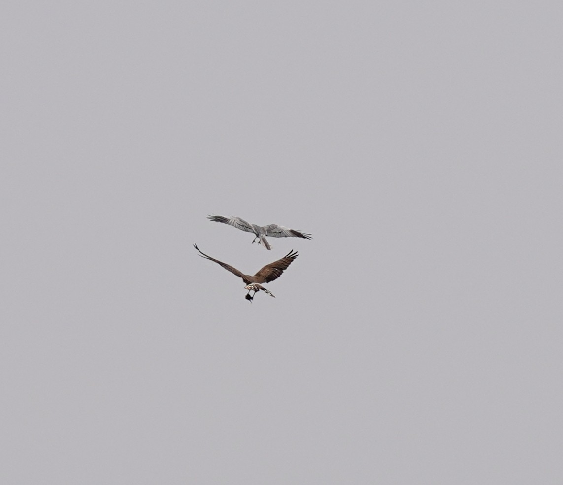 Montagu's Harrier - Bárbara Morais