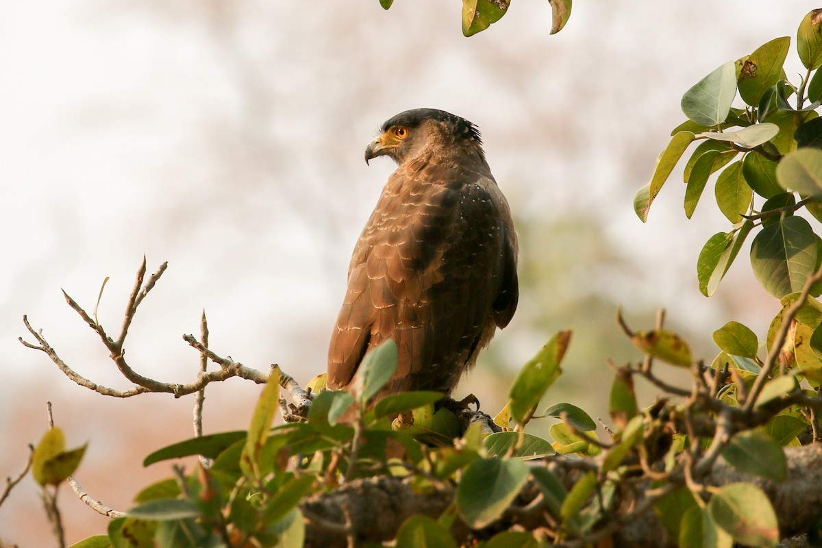 Haubenschlangenadler [cheela-Gruppe] - ML46083231