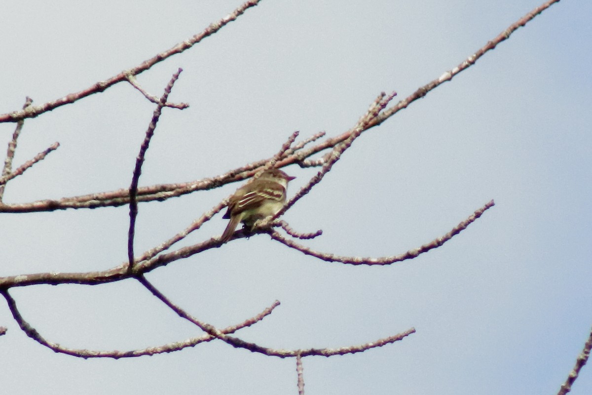 Alder Flycatcher - Nicole Patenaude