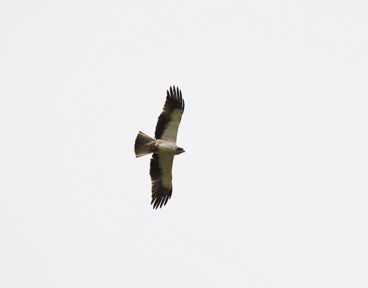 Booted Eagle - ML460833281