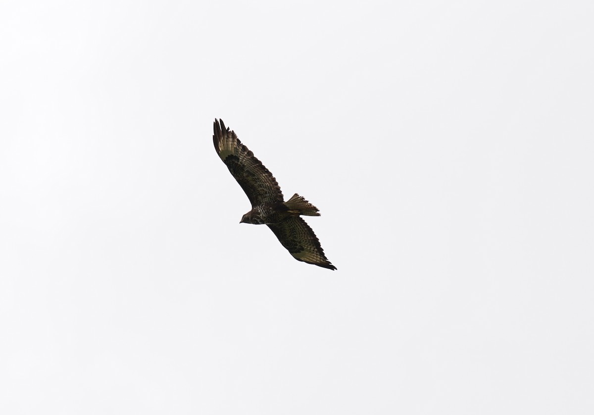 Common Buzzard - ML460833401