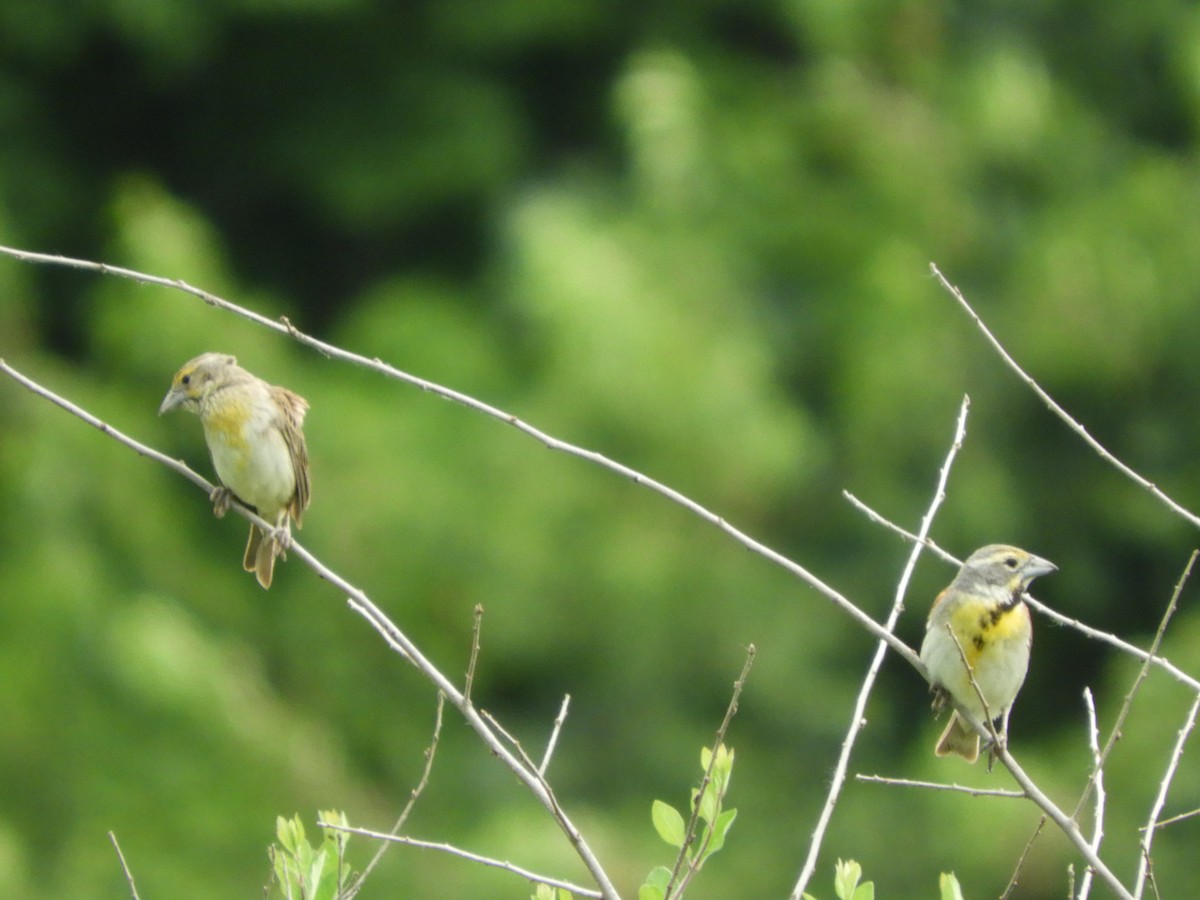 Dickcissel - ML460833791