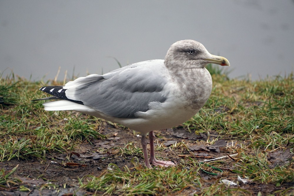 Herring x Glaucous-winged Gull (hybrid) - Dave Hayden