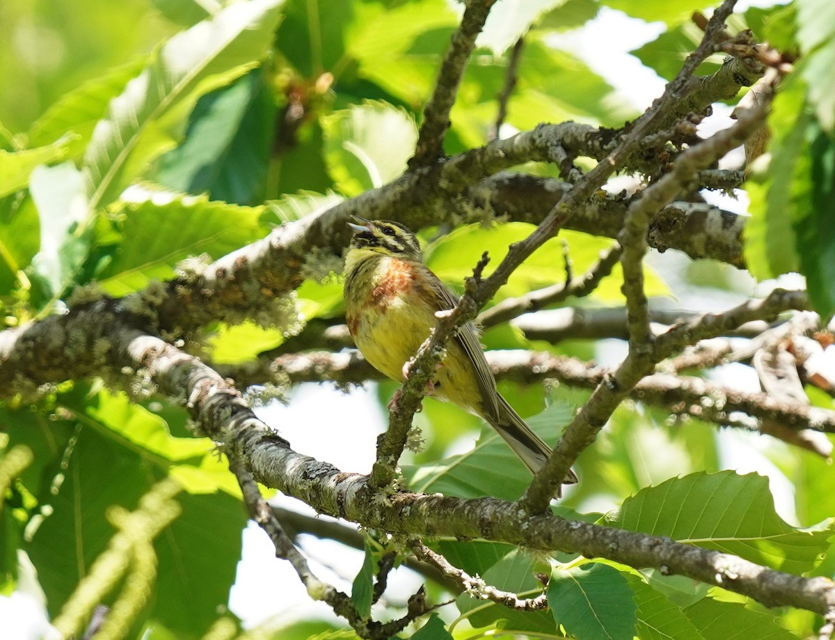 Cirl Bunting - ML460833931