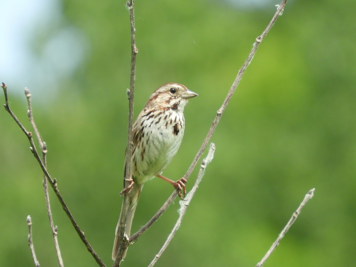 Song Sparrow - ML460833971