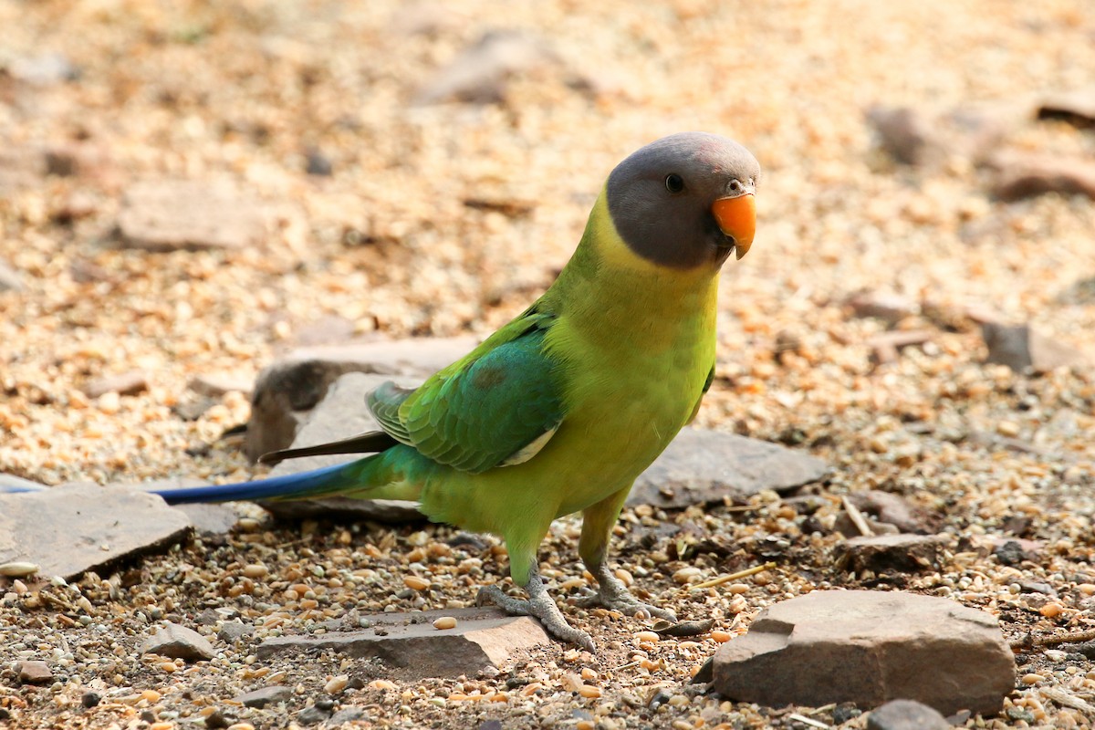 Plum-headed Parakeet - ML46083481