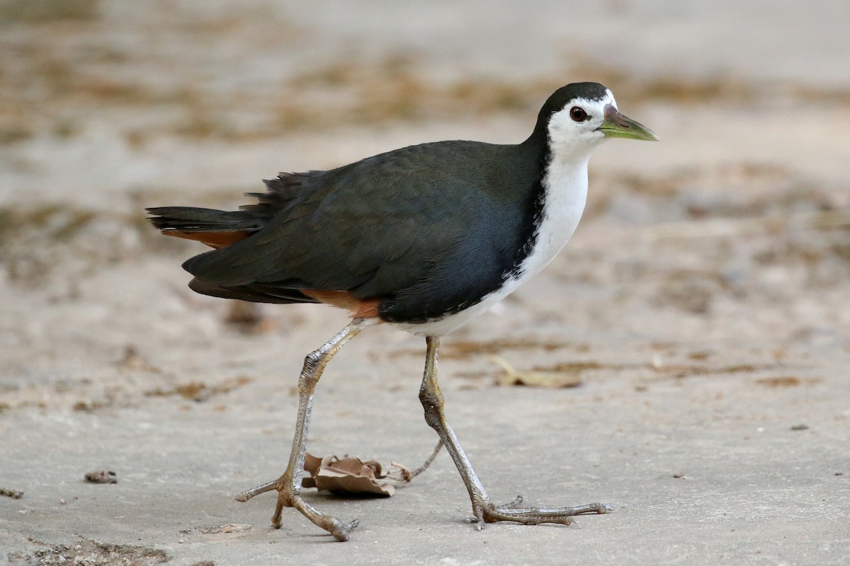 White-breasted Waterhen - ML46083571