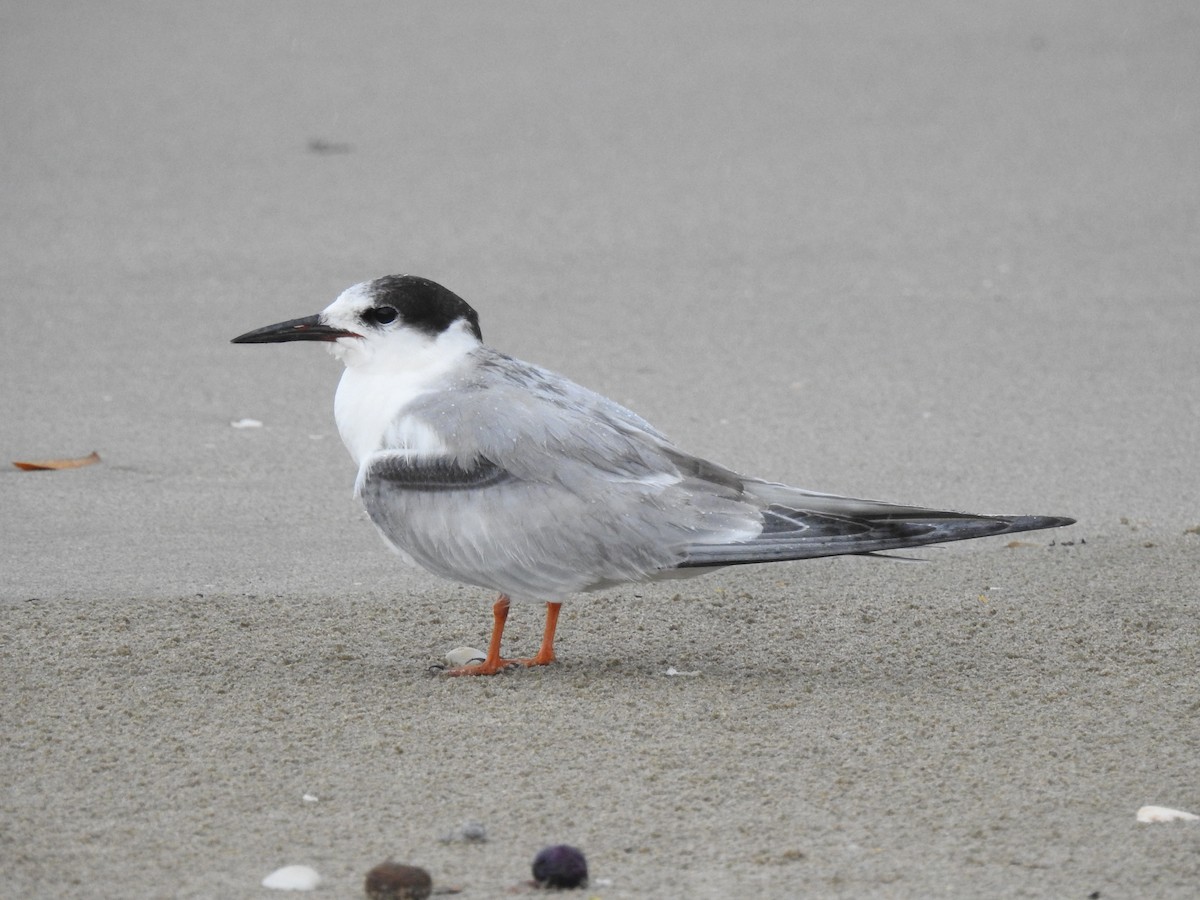 Common Tern - ML460835831