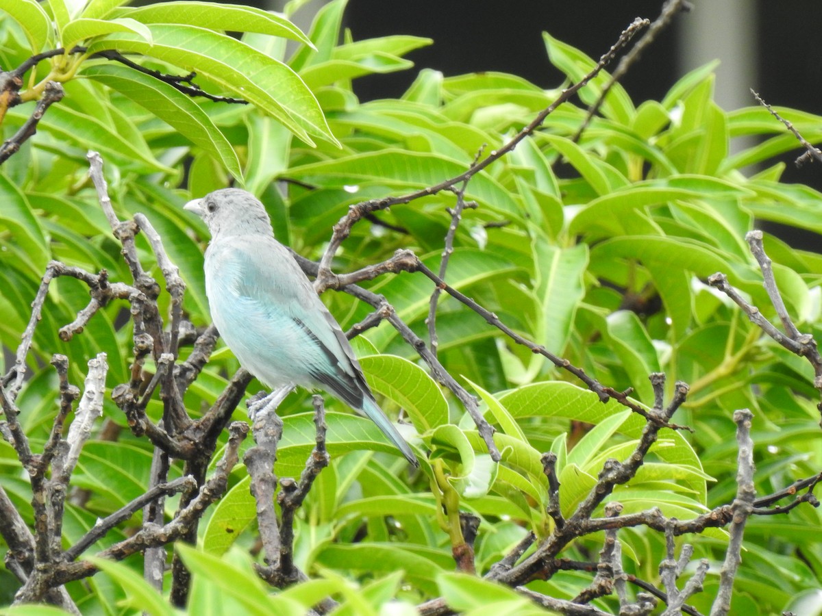 Glaucous Tanager - ML460836041