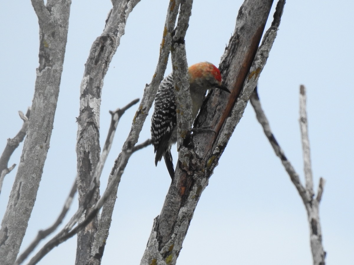 Red-crowned Woodpecker - ML460836191