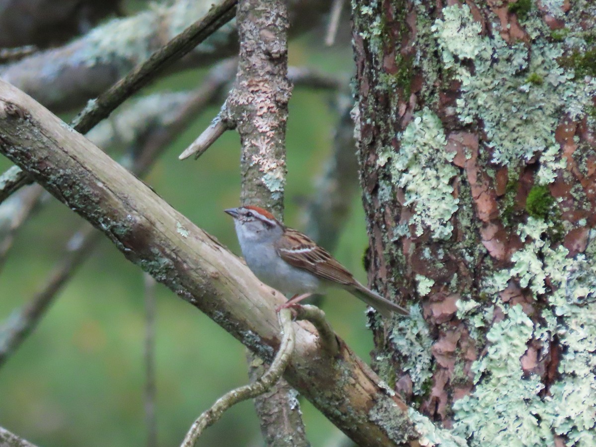 Chipping Sparrow - ML460837251