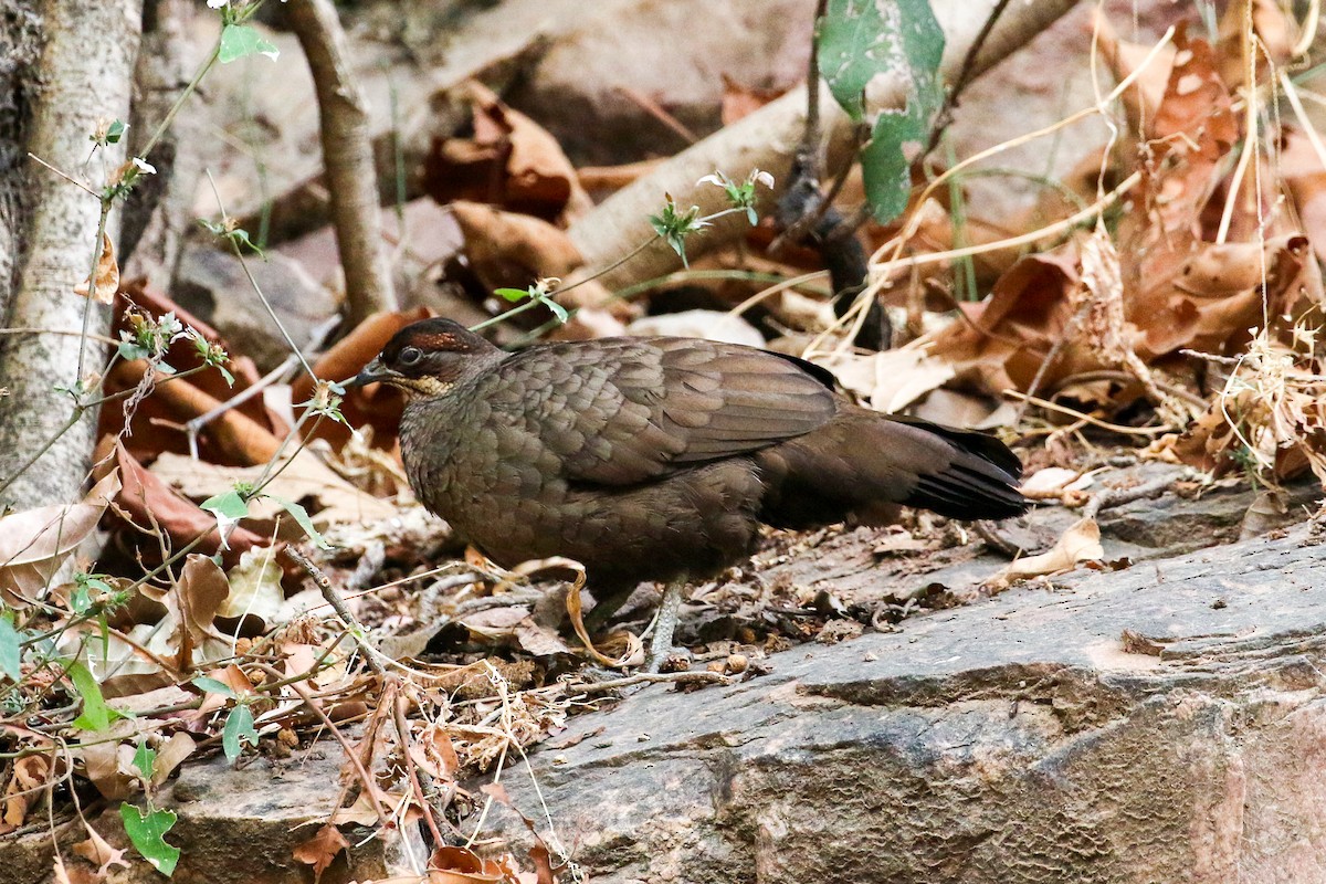 Painted Spurfowl - ML46083781