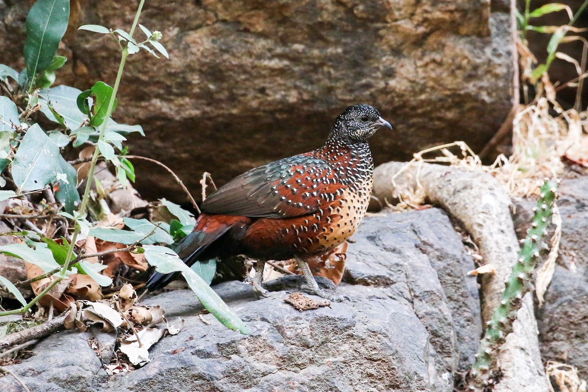 Painted Spurfowl - ML46083801