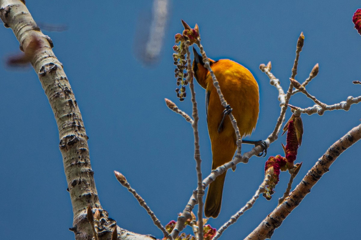 Bullock's Oriole - Debbie Carr