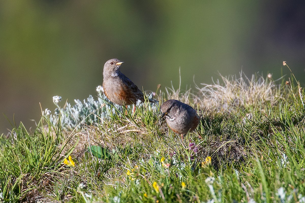 Alpine Accentor - ML460839371