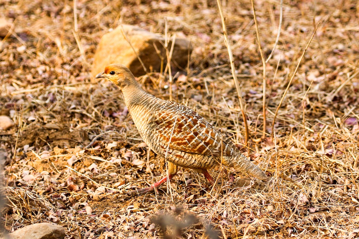 Gray Francolin - ML46084011