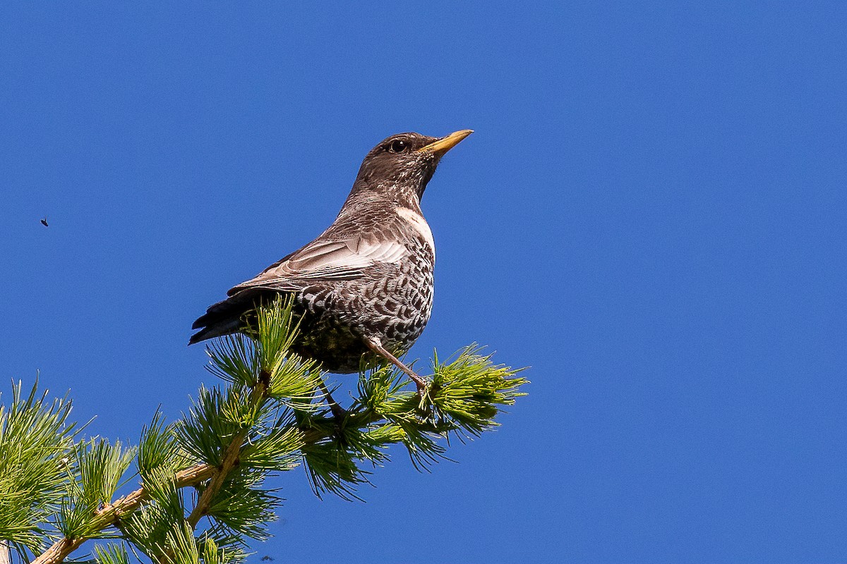 Ring Ouzel - ML460840481