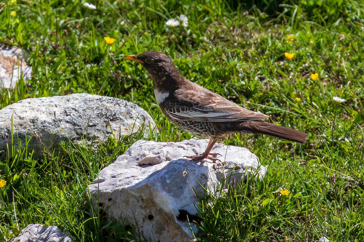 kos horský - ML460840551