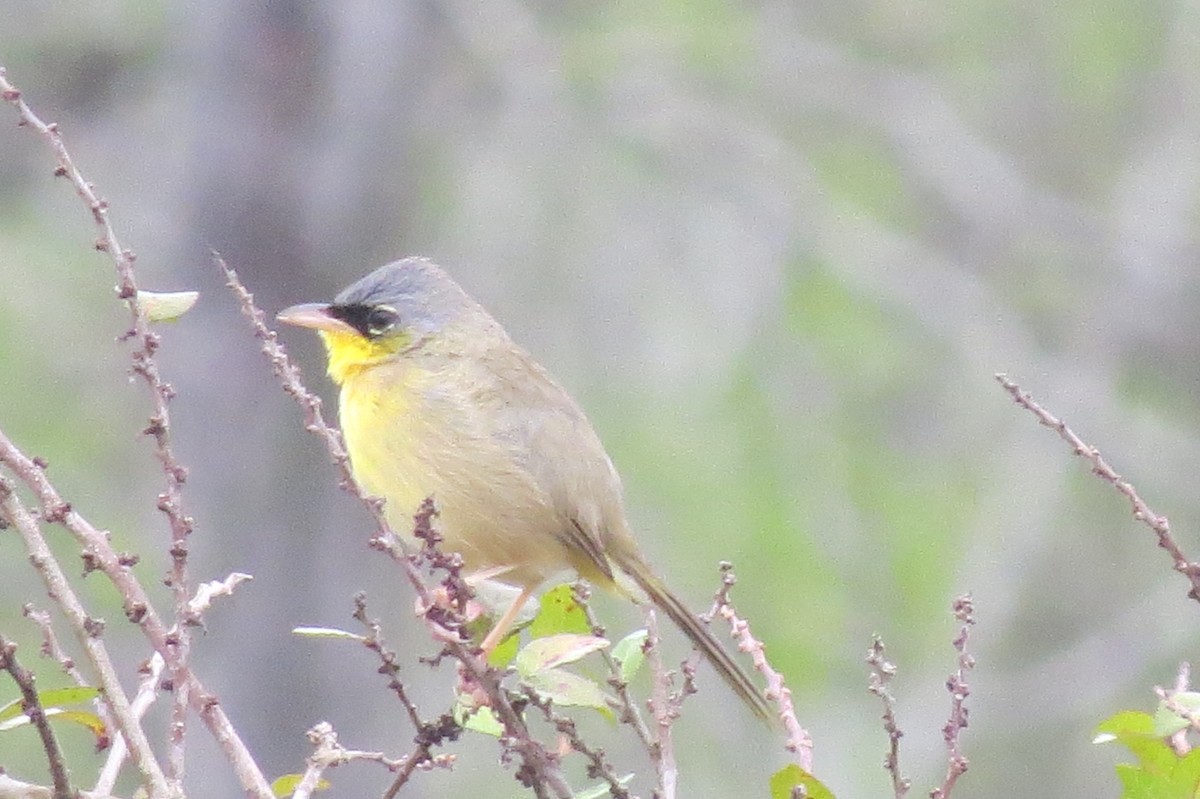 Gray-crowned Yellowthroat - ML460840621