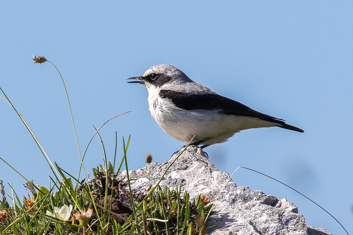 Northern Wheatear - ML460841271