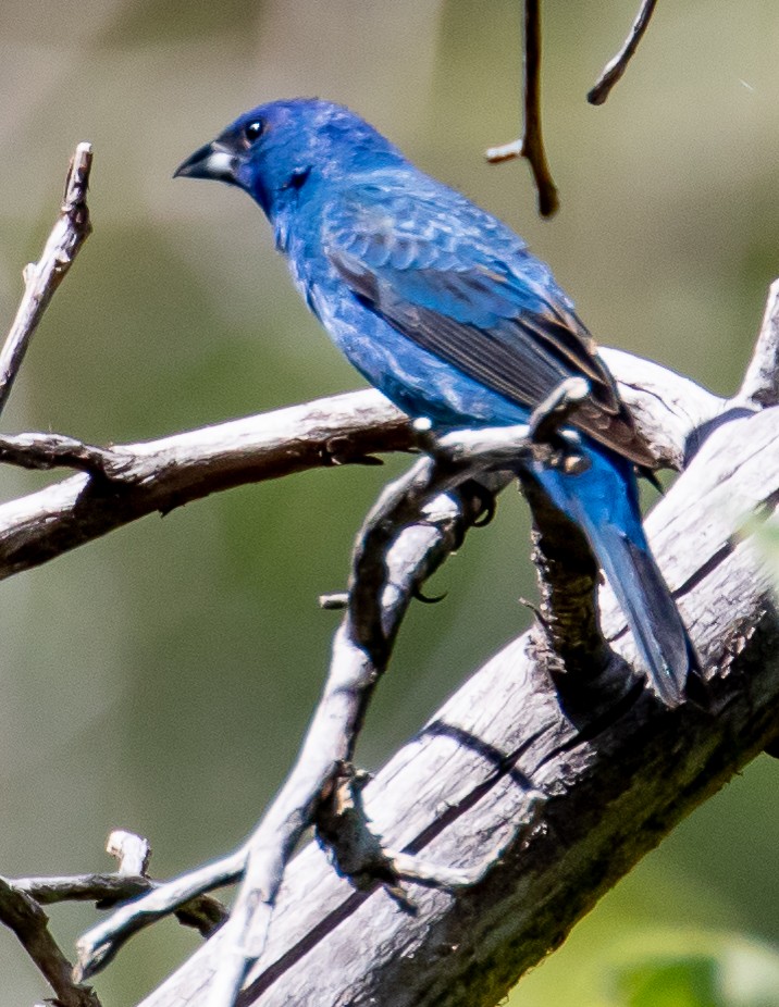 Indigo Bunting - ML460841681