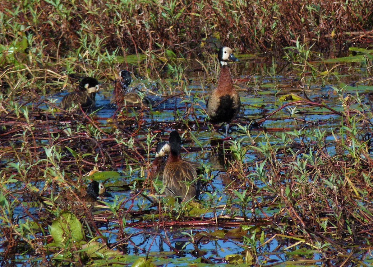 White-faced Whistling-Duck - ML460843831