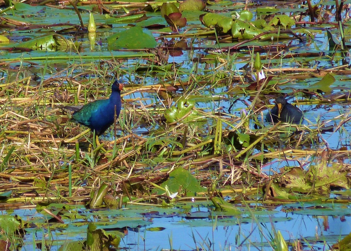 Purple Gallinule - Carlos Otávio Gussoni