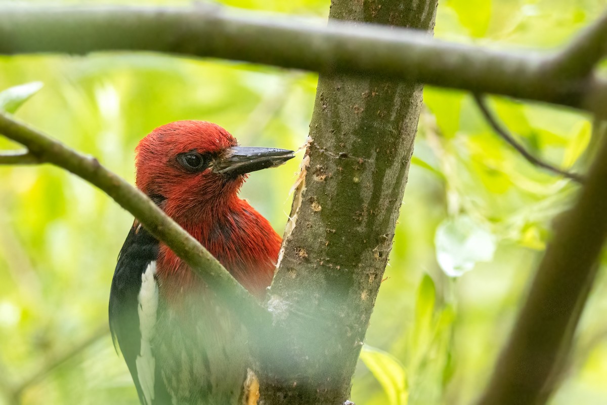 Red-breasted Sapsucker - Kalpesh Krishna