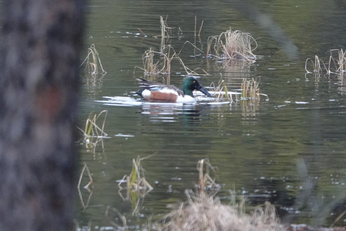 Northern Shoveler - ML460845731