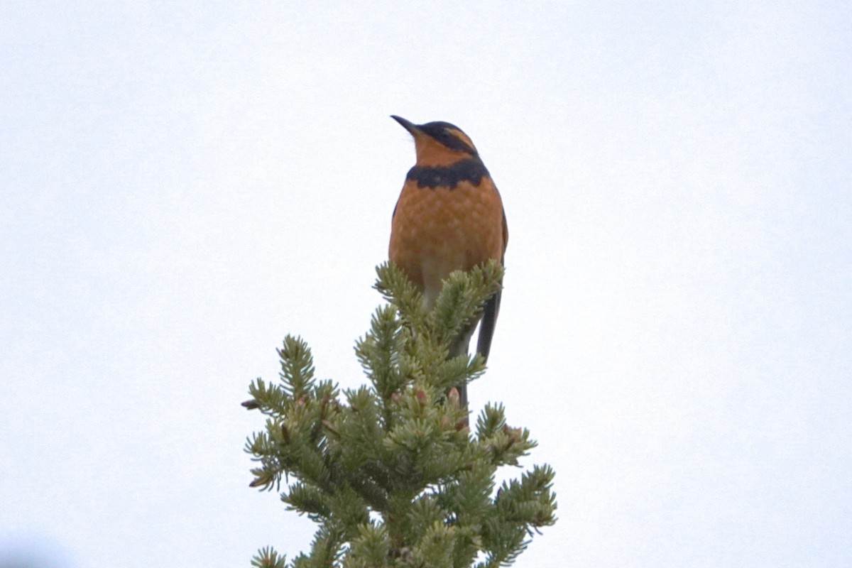 Varied Thrush - ML460845911