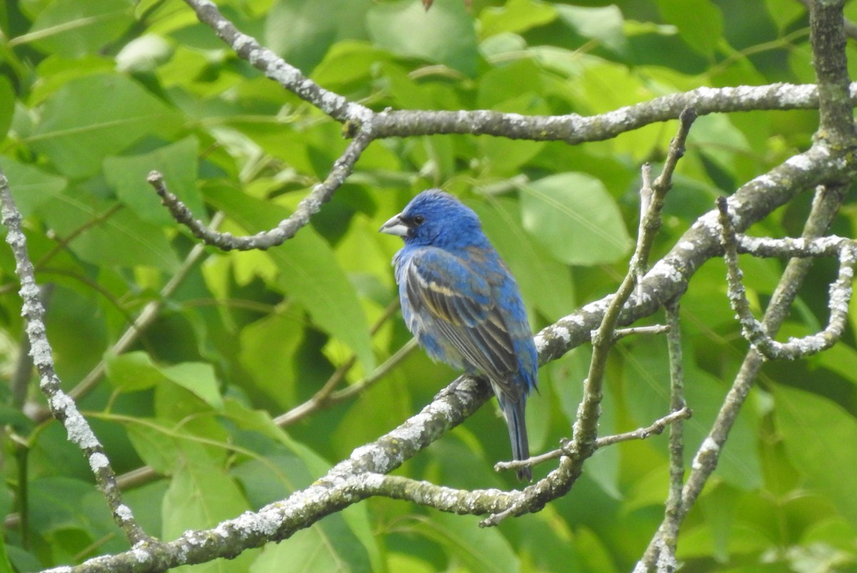 Indigo Bunting - ML460846441