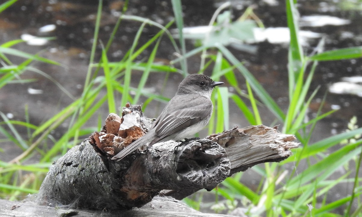 Eastern Phoebe - Curtis Combdon