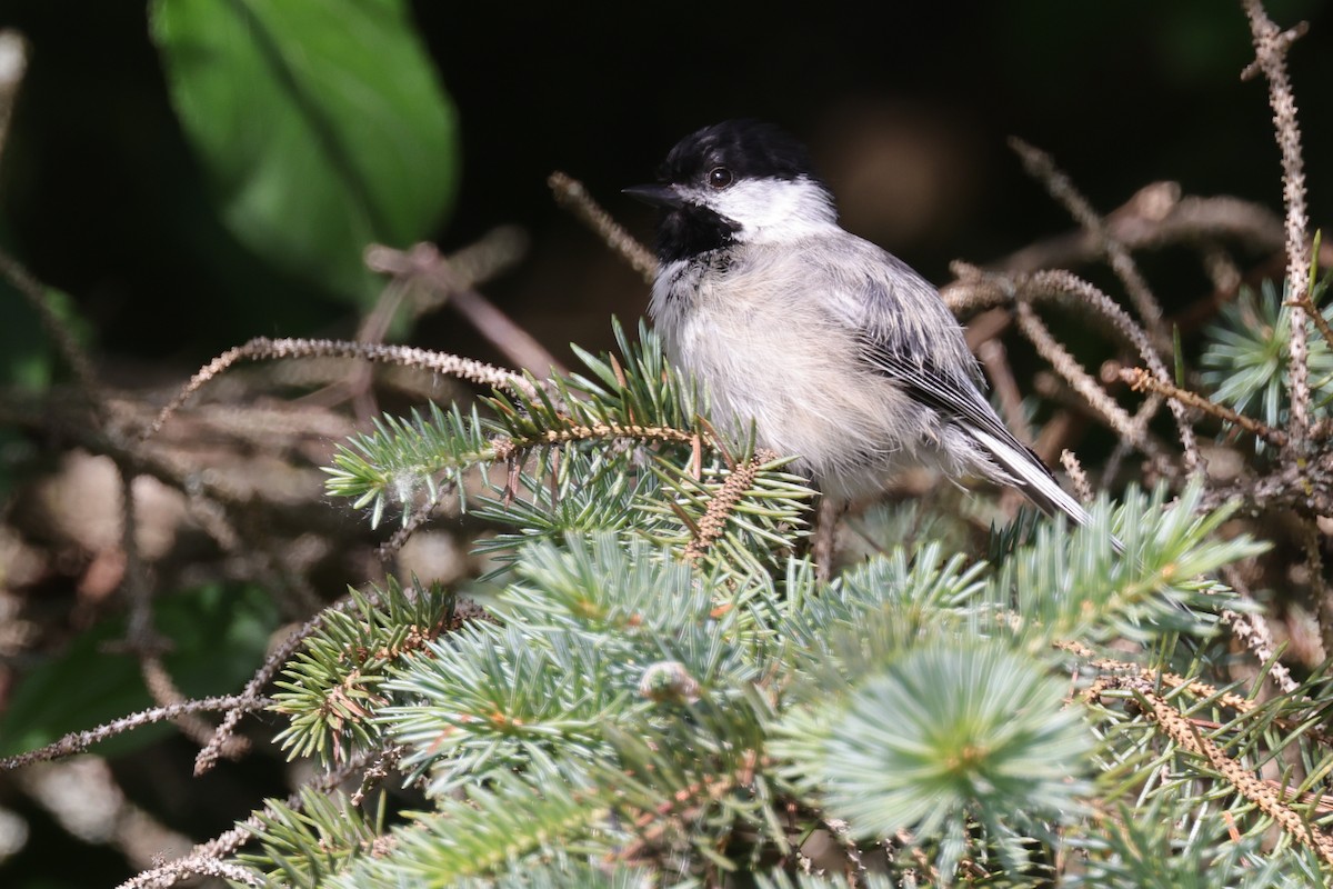 Black-capped Chickadee - ML460847351