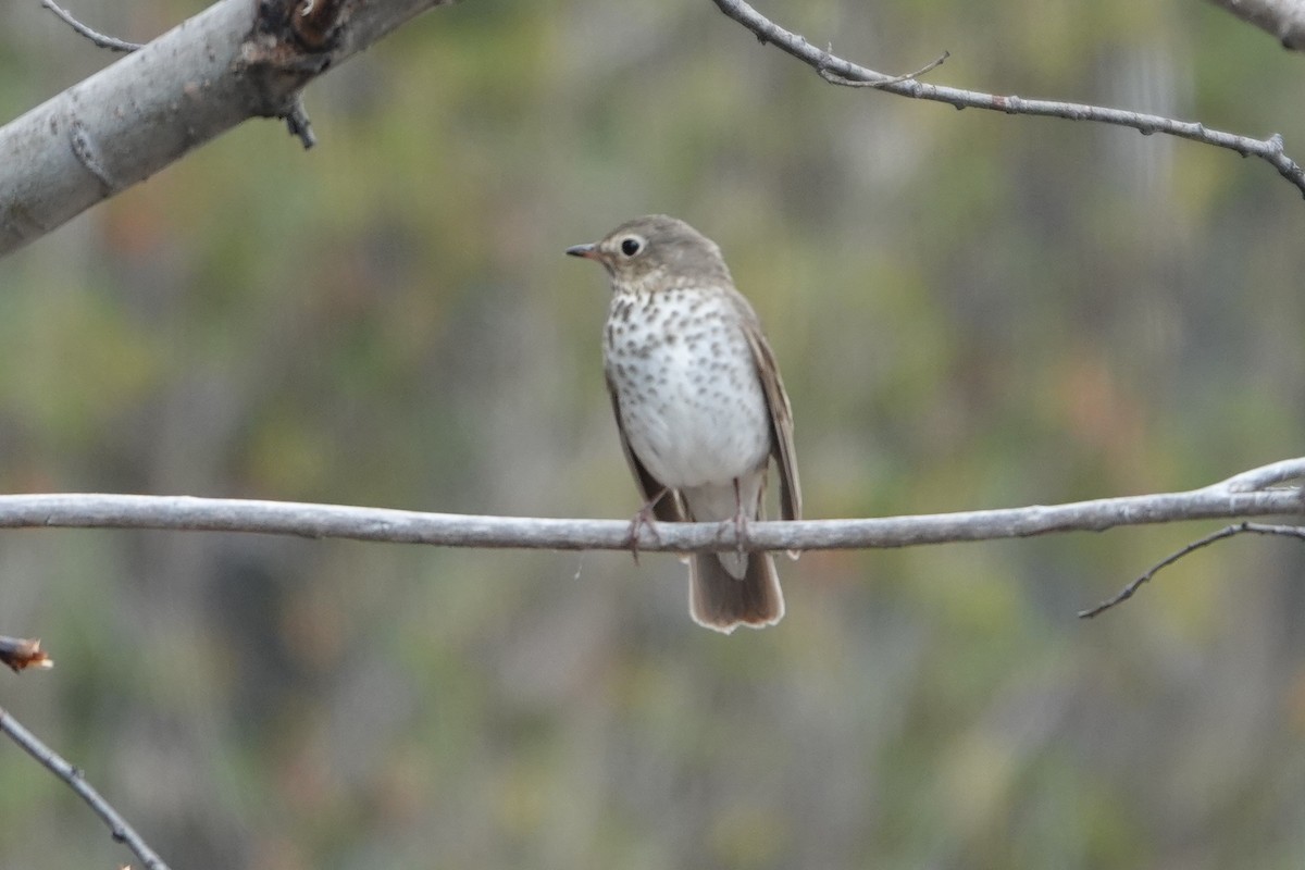 Swainson's Thrush - Steven Nelson