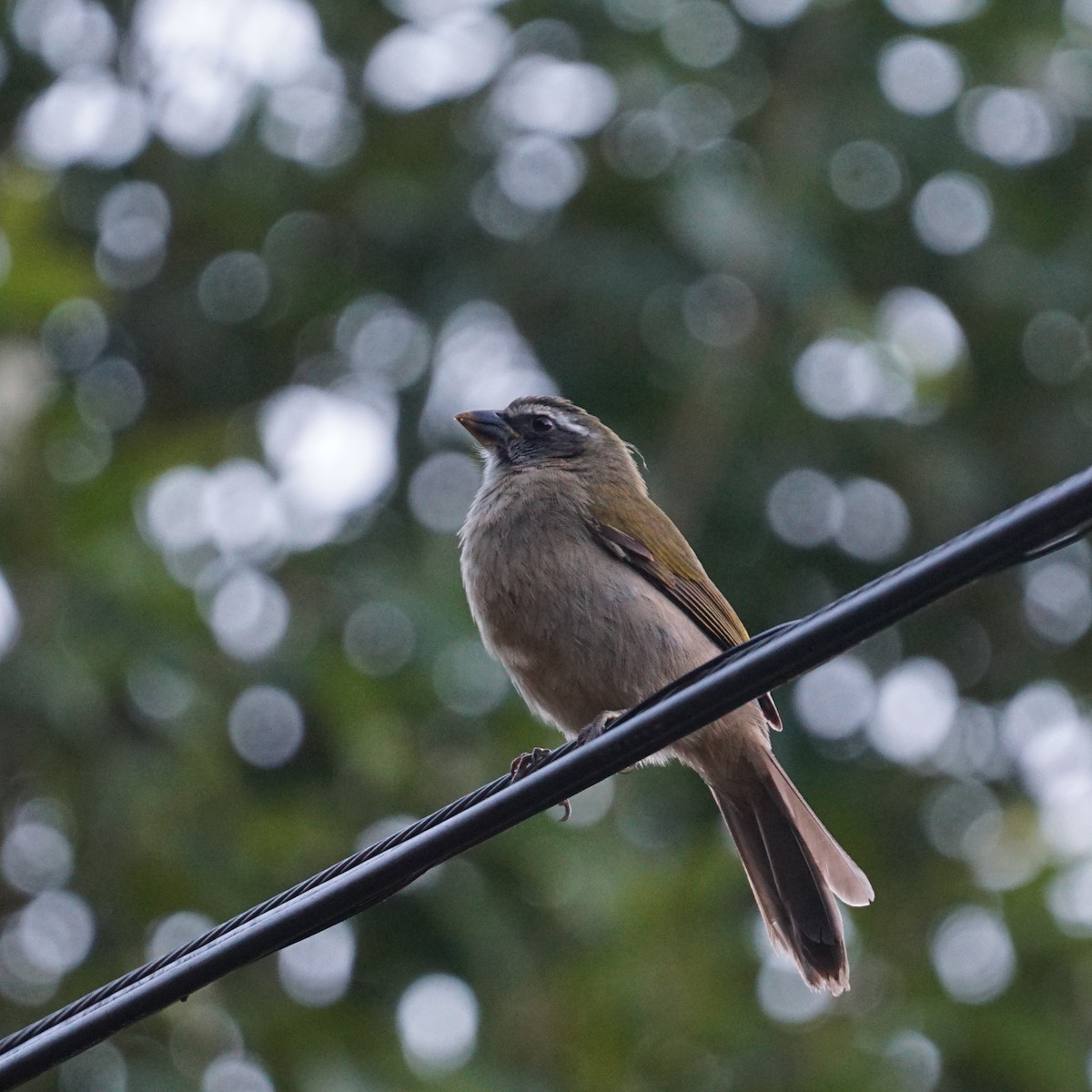 Green-winged Saltator - ML460847811