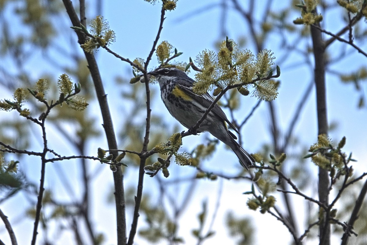 Yellow-rumped Warbler - ML460847851