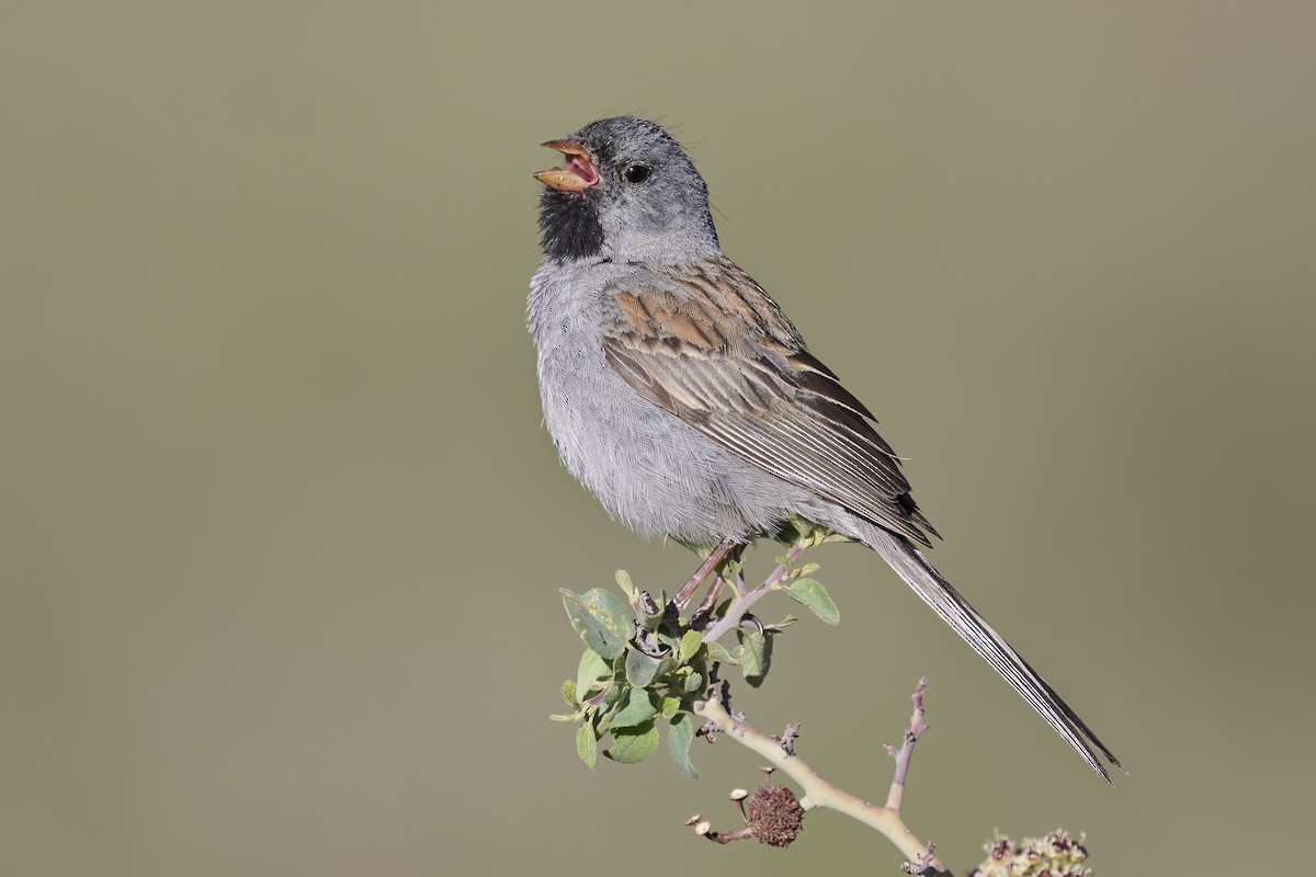 Black-chinned Sparrow - Sharif Uddin