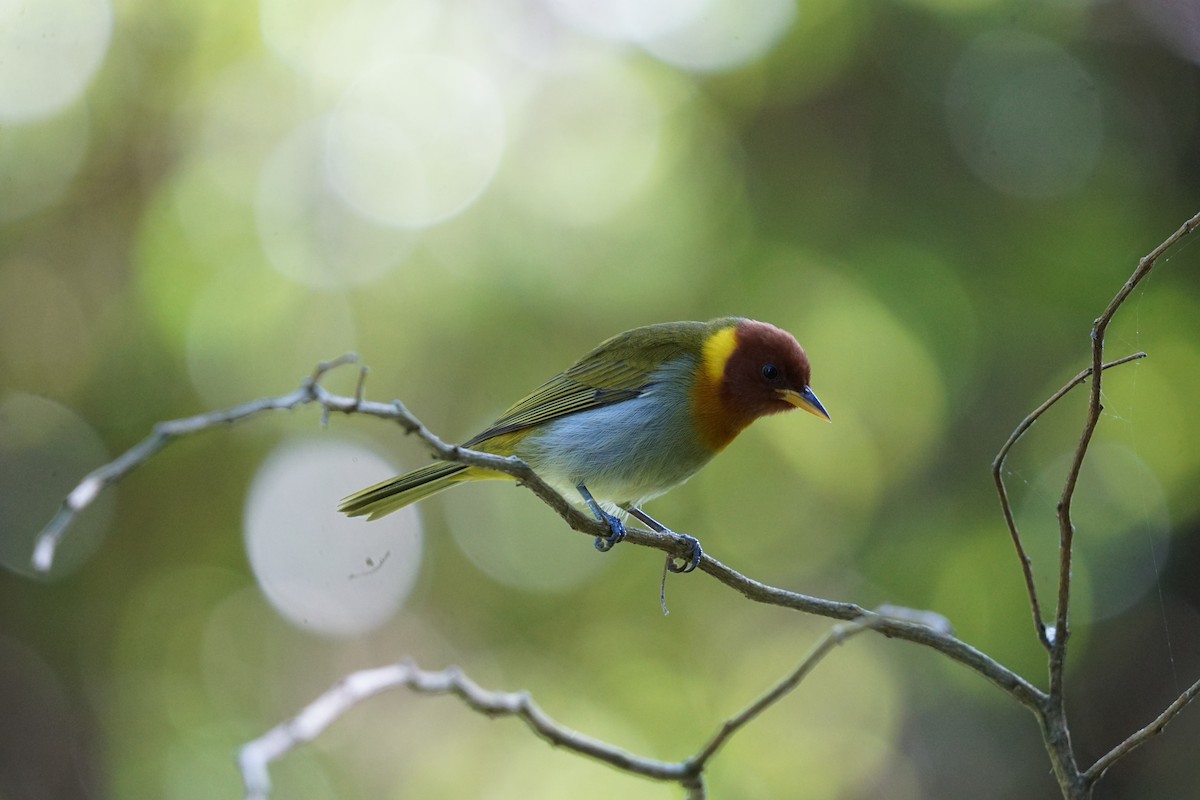 Rufous-headed Tanager - Daniel M Haddad - RJ