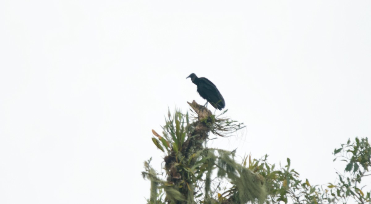 Black Vulture - ML460849021