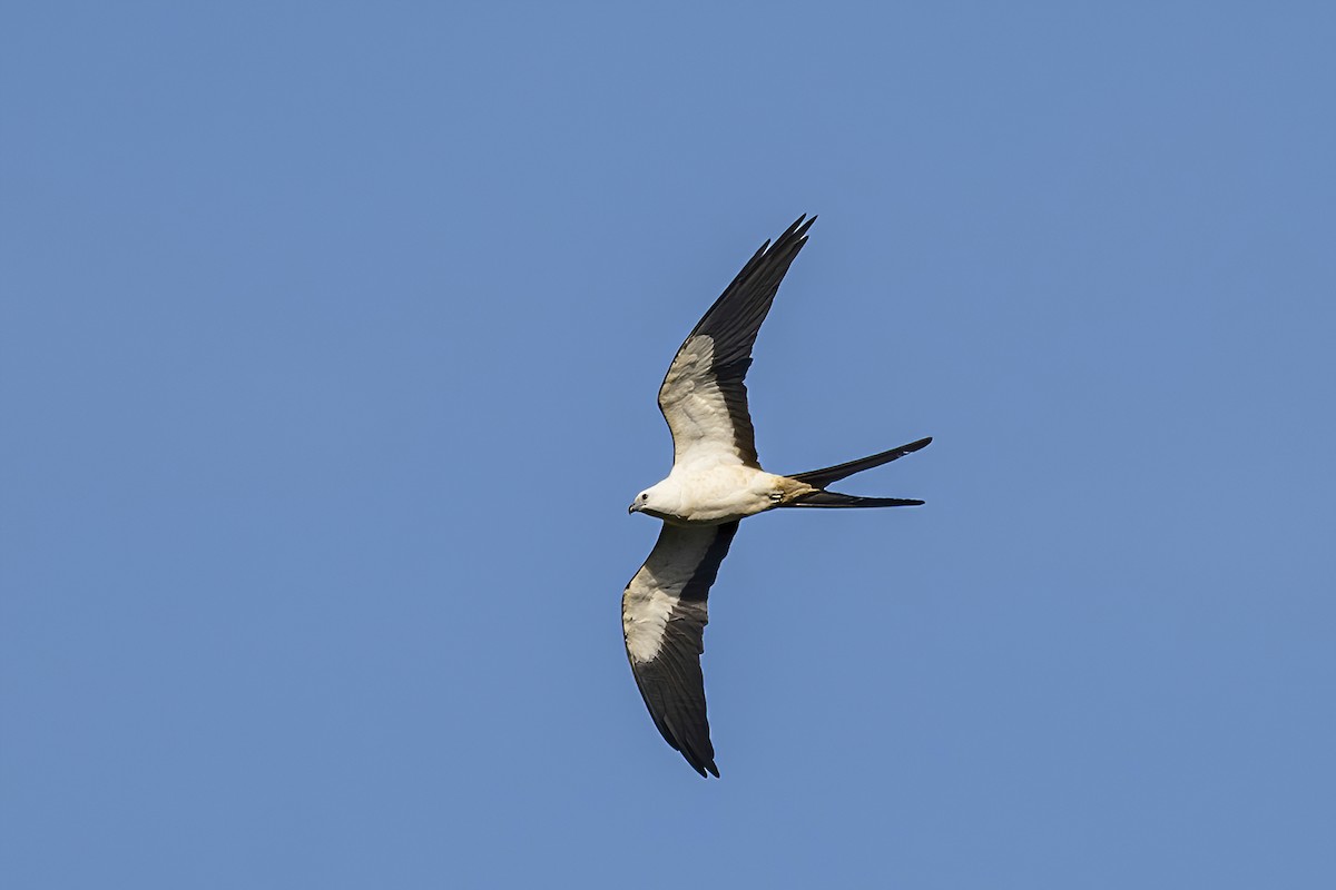 Swallow-tailed Kite - Su Li