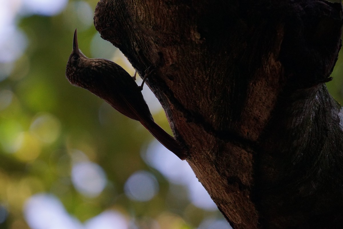 Lesser Woodcreeper - Daniel M Haddad - RJ