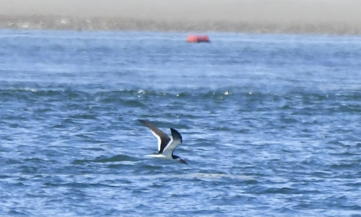 Black Skimmer - ML460854431