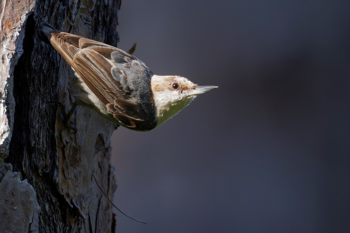 Brown-headed Nuthatch - ML460856471