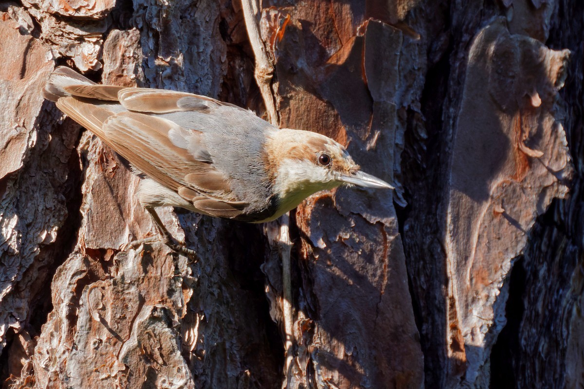 Brown-headed Nuthatch - ML460856481