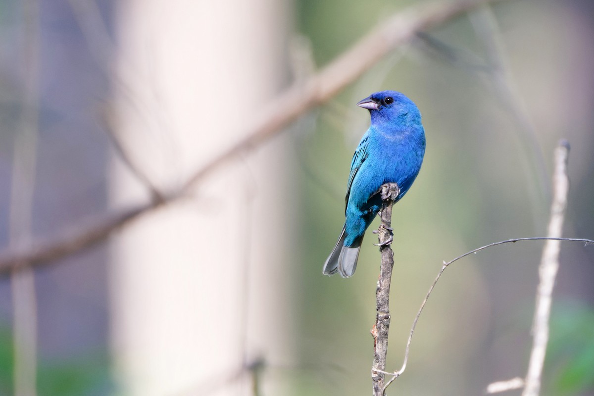 Indigo Bunting - ML460856591