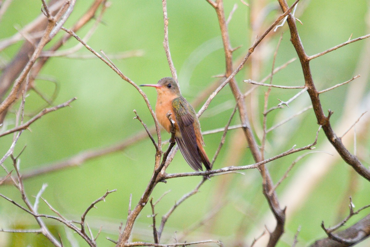 Cinnamon Hummingbird - ML460856941