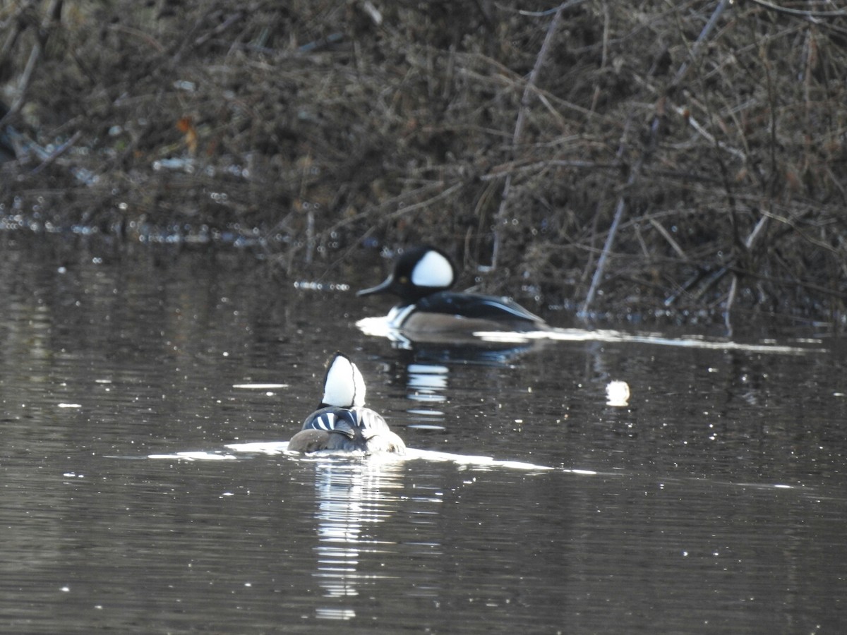 Hooded Merganser - ML46085711