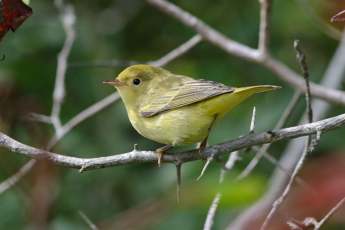 Paruline jaune - ML46085721